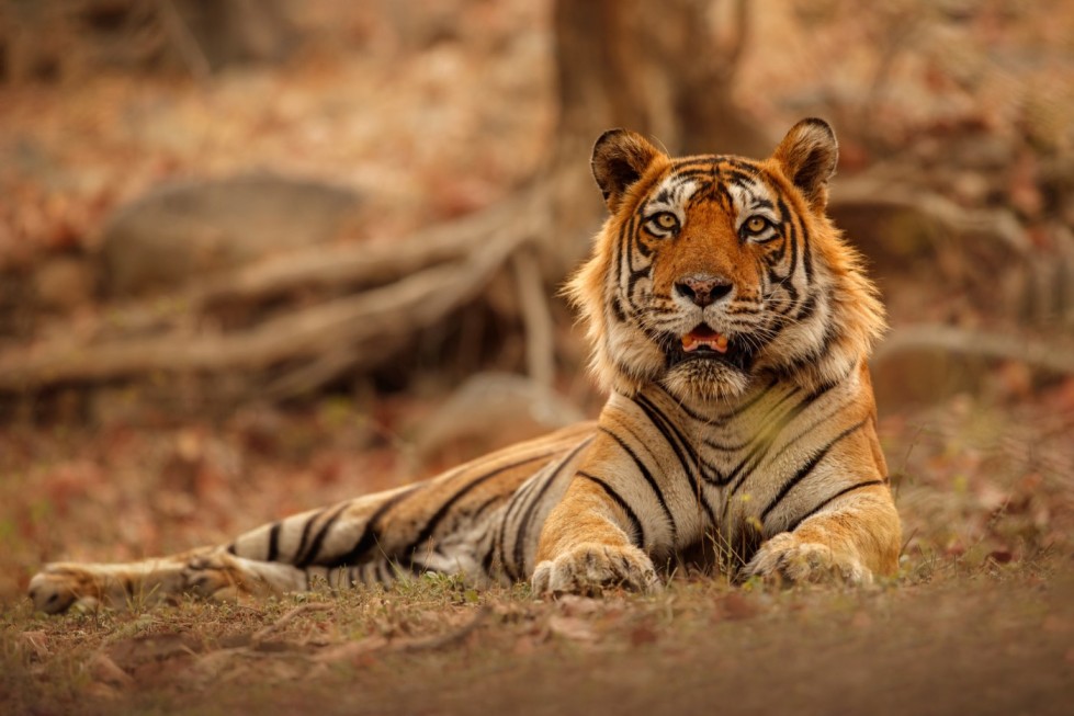 Into the Wild Heart of Rajasthan: A Guide to Ranthambore's Natural Beauty