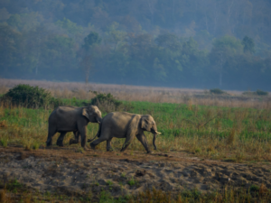 Jim Corbett National Park